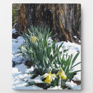 Yellow Daffodils in the snow Plaque