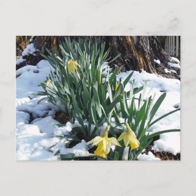 Yellow Daffodils in the snow Postcard (Front)