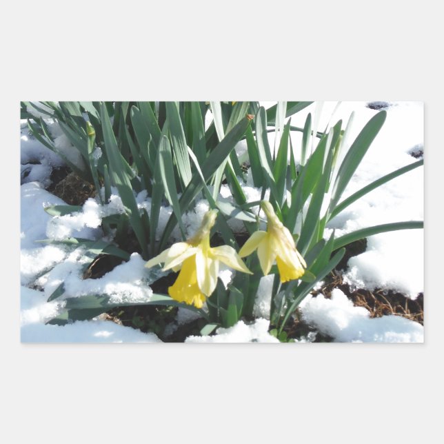 Yellow Daffodils in the snow Rectangular Sticker (Front)