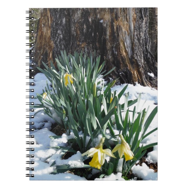 Yellow Daffodils in the snow Spiral Notebook (Front)