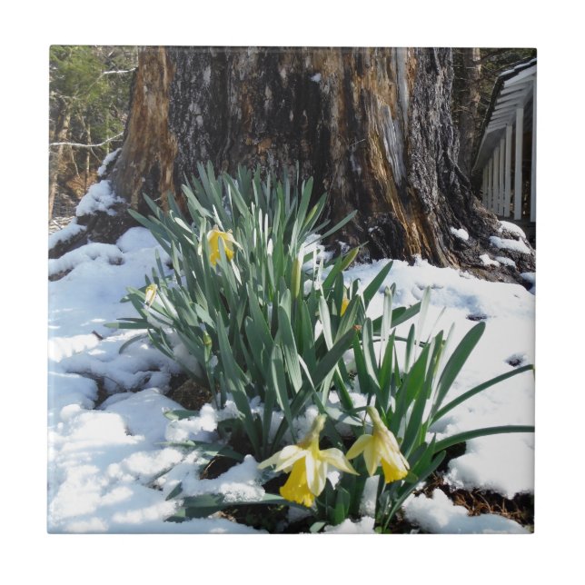 Yellow Daffodils in the snow Tile (Front)