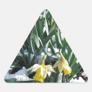 Yellow Daffodils in the snow Triangle Sticker
