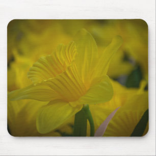Yellow daffodils mousepad