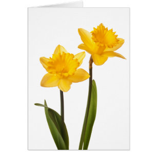 Yellow Daffodils on White - Daffodil Flower Blank
