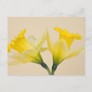 Yellow daffodils postcard