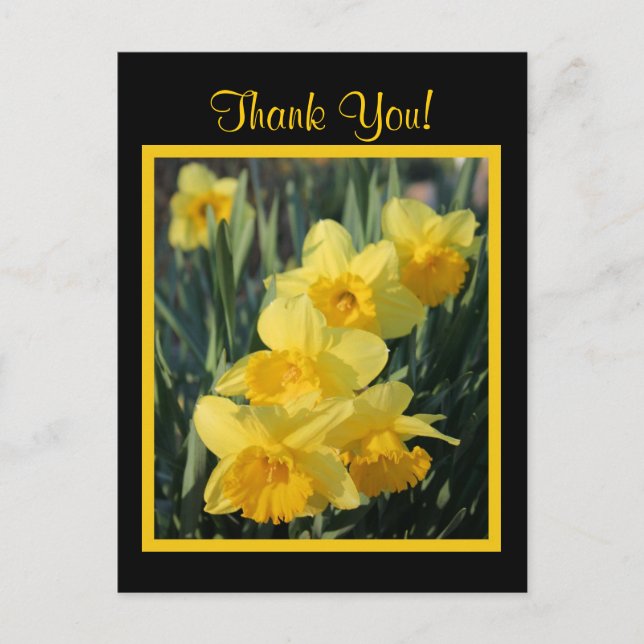 Yellow Daffodils Postcard (Front)