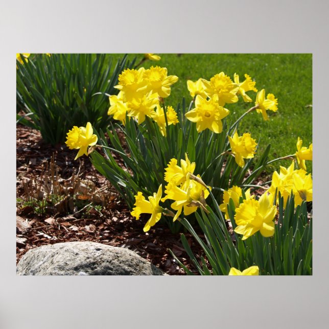 Yellow Daffodils Poster (Front)