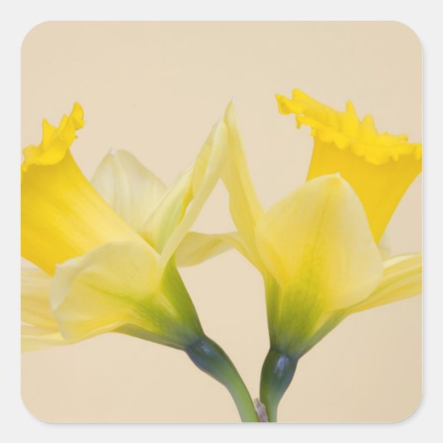 Yellow daffodils square sticker (Front)