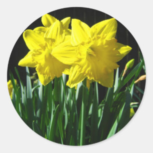 Yellow daffodils - Sticker