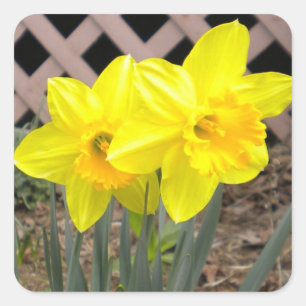 Yellow Daffodils Sticker