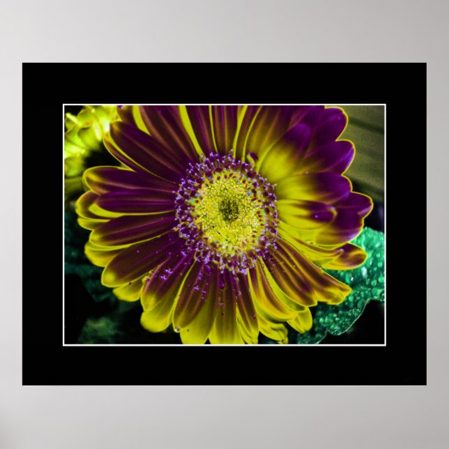 Yellow Dahlia Flower Abstract Art Poster (Front)