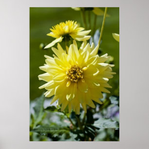 Yellow Dahlia Framed Print