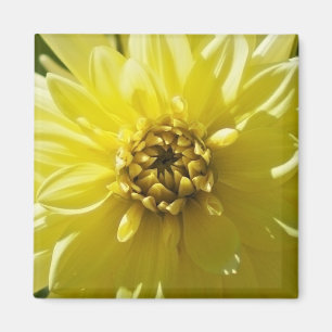 Yellow Dahlia Magnet