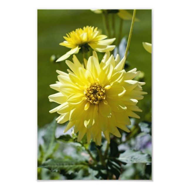 Yellow Dahlia  Photo Print (Front)