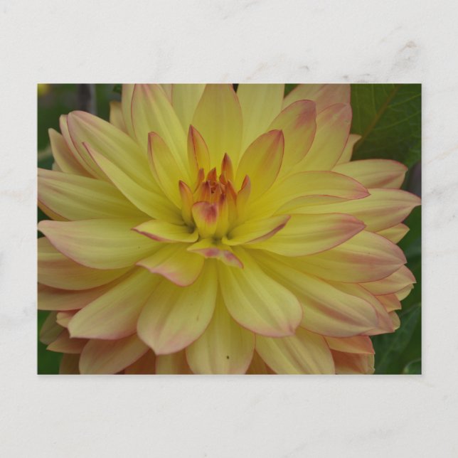 Yellow Dahlia Postcard (Front)