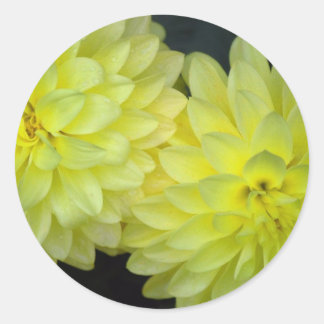 Yellow Dahlias Classic Round Sticker
