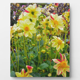 Yellow dahlias garden plaque