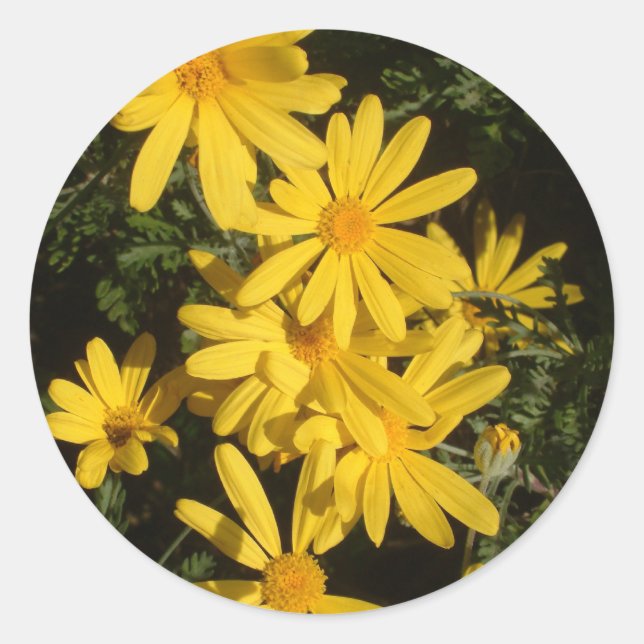 Yellow Daisies Classic Round Sticker (Front)