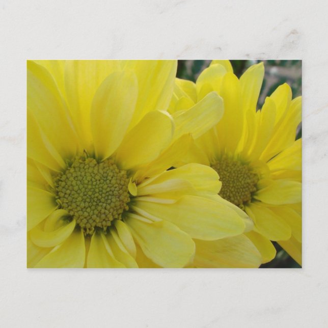 Yellow Daisies Postcard (Front)