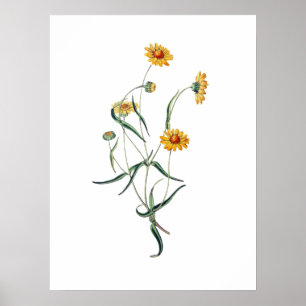 Yellow Daisies Wild Flowers Vintage Illustration Poster