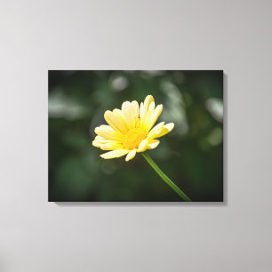 Yellow daisy canvas print