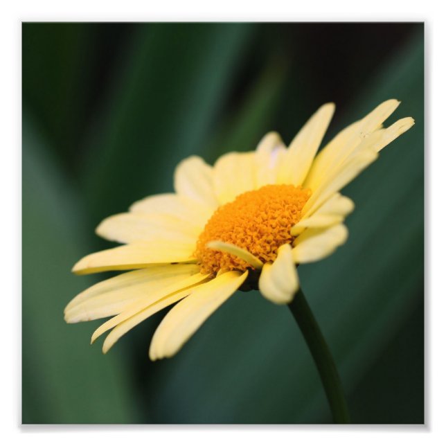Yellow Daisy Flower Close Up 8x8 Photo Print (Front)