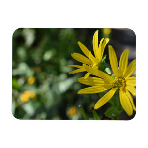 Yellow Daisy Flower Floral Nature Photography Magnet