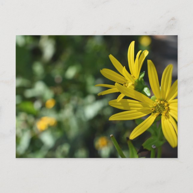 Yellow Daisy Flower Floral Nature Photography Postcard (Front)