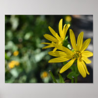 Yellow Daisy Flower Floral Nature Photography