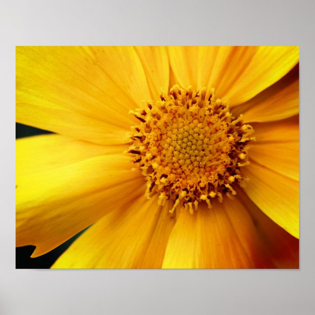 Yellow Daisy Flower Petals And Centre Close Up Poster (Front)