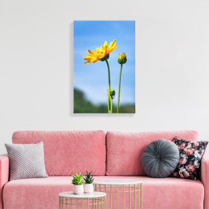 Yellow Daisy Helenium Canvas Print