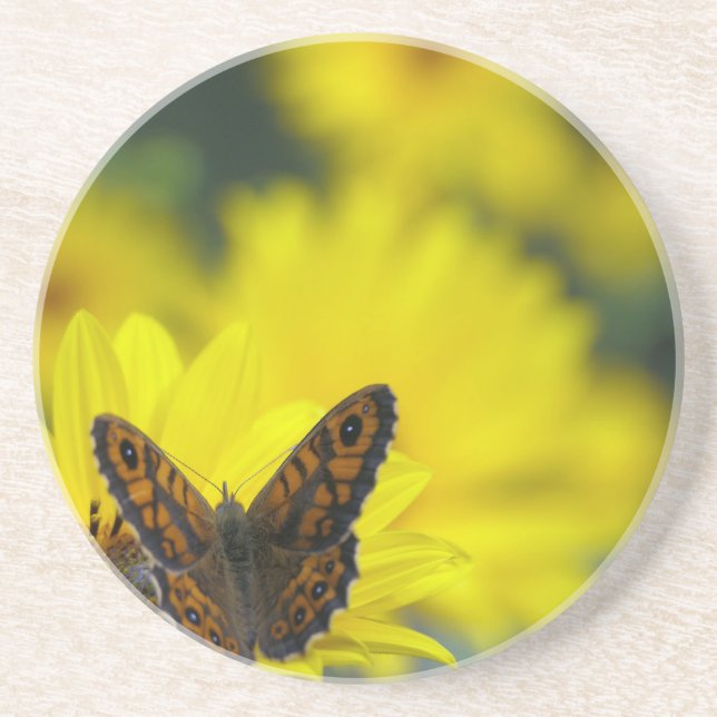Yellow Daisy Helenium Coaster (Front)