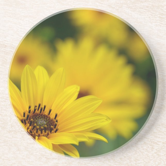 Yellow Daisy Helenium Coaster (Front)