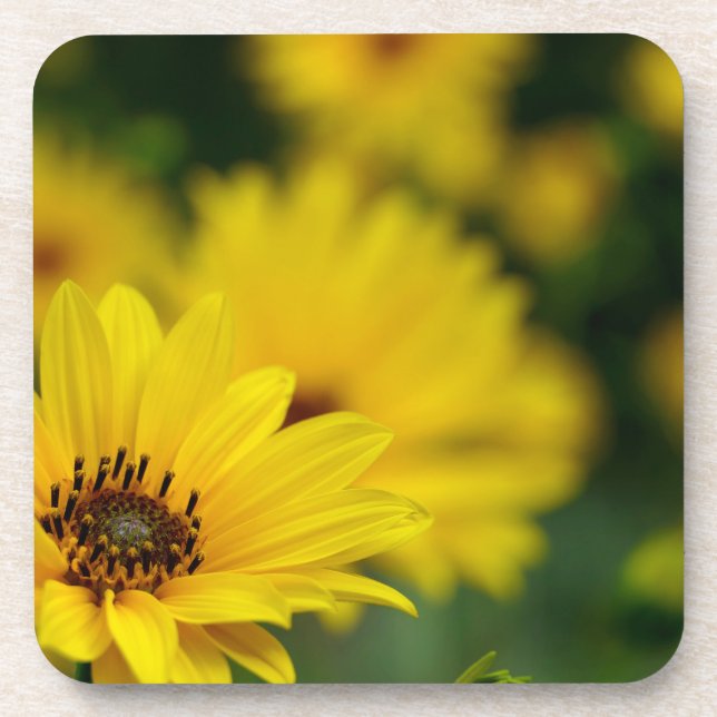 Yellow Daisy Helenium Coaster (Front)