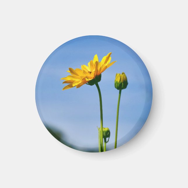 Yellow Daisy Helenium Magnet (Front)