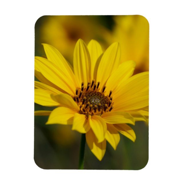 Yellow Daisy Helenium Magnet (Vertical)