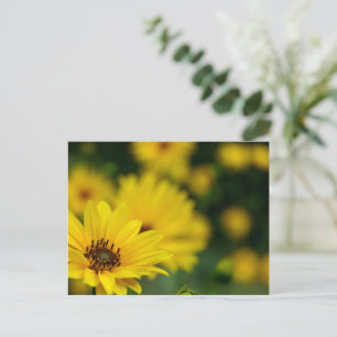 Yellow Daisy Helenium Postcard