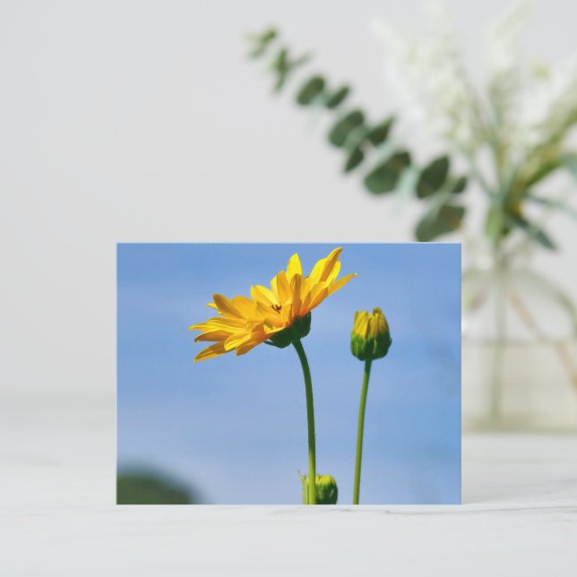 Yellow Daisy Helenium Postcard (Standing Front)