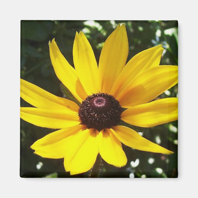 Yellow Daisy Magnet (Front)