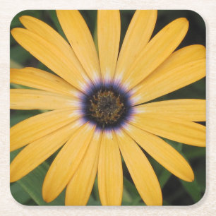 Yellow Daisy Party Coaster