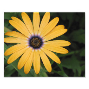 Yellow Daisy Photo Print