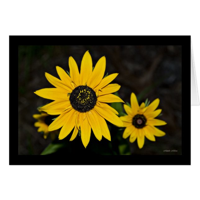 Yellow Daisy Pop (Front Horizontal)