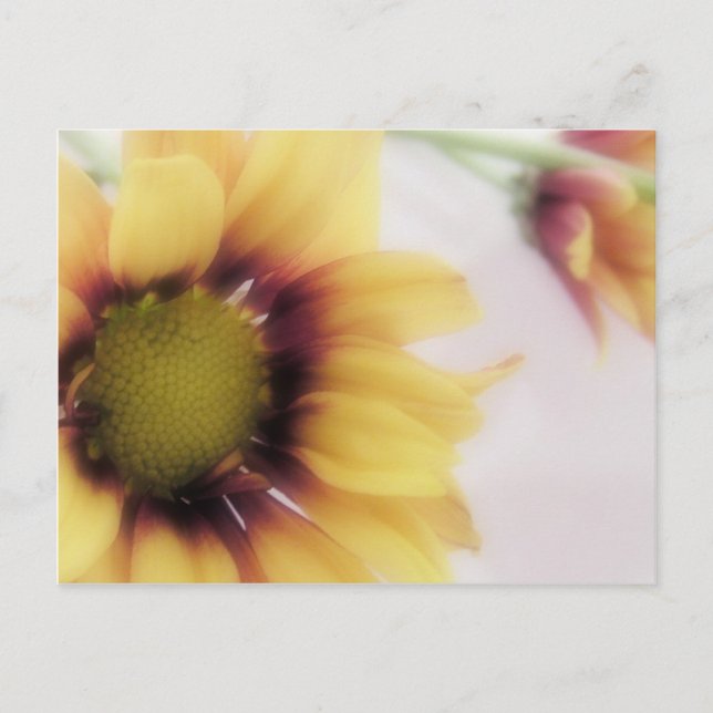 Yellow Daisy Postcard (Front)