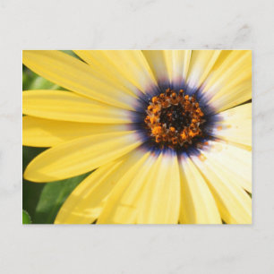 Yellow Daisy Postcard