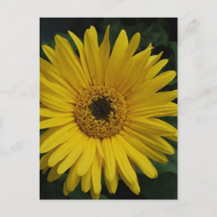 Yellow Daisy Postcard