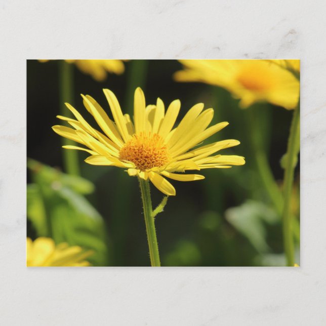Yellow Daisy Postcard (Front)