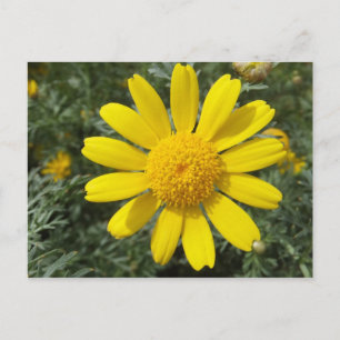 Yellow Daisy postcard, customise Postcard