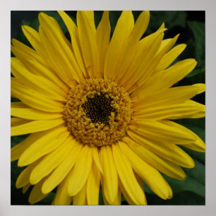 Yellow Daisy Poster