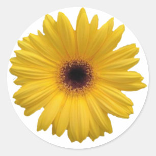 Yellow Daisy Round Stickers