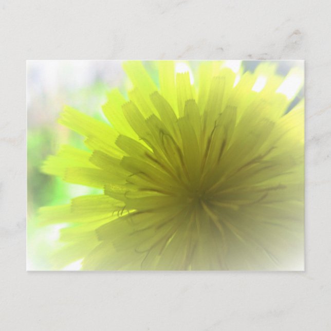 Yellow Dandelion Aster in Sunshine Cheerful Postcard (Front)